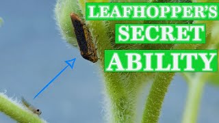 True Facts about Leafhoppers You Never Thought Possible [upl. by Wallace]