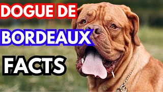 Dogues de Bordeaux  Top 10 Facts [upl. by Lonnard259]