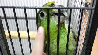 Blue fronted amazon parrot Likes to cuddle [upl. by Syd79]