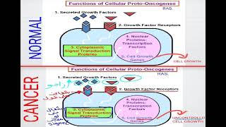 18 Cell biology  Mechanisms of cancer شرح بالعربي [upl. by Kaltman893]