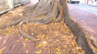 Perths Most Famous Moreton Bay Fig Tree Murray Street [upl. by Nnaeirual344]