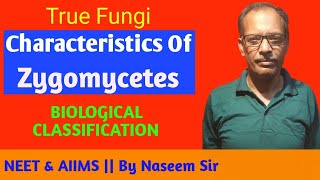 True Fungi  Characteristics of Zygomycetes  Biological Classification  NEET amp AIIMS [upl. by Rosenblatt]