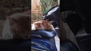 Supercat sleeping peacefully on vehicle early morning time cat sleepycat billi billimausi [upl. by Echikson]