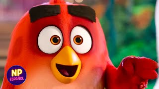 Citas Rápidas  Angry Birds 2 La Película 2019  Now Español [upl. by Iuqcaj]