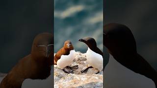 The quotfuture warriorsquot of the bird world a seabirds with scifi appearancesRazorbill Alca torda [upl. by Atinhoj]