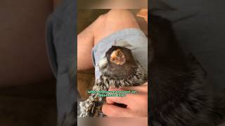 The pygmy monkey became a family membershortvideo animals rescue marmoset shorts [upl. by Hindorff510]