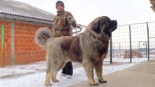 GRIZLI  2  15 months old  CAUCASIAN SHEPHERD [upl. by Rhonda]