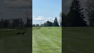 20240903 Five turkeys in the golf course [upl. by Lehcnom]