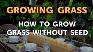 How to Grow Grass Without Seed [upl. by Snell]