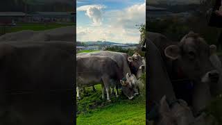 After cutting the grass gave all grasses to cows explore cow cowspiracy youtuberchannel [upl. by Tatman]