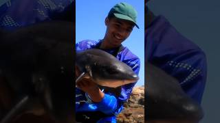 Great REEF SHARK catch 😁🪝 subscribe [upl. by Venus]