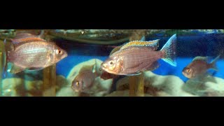 COPADICHROMIS VIRGINALIS FIRE CREST  CALIFORNIACICHLIDSCOM [upl. by Nitsu]