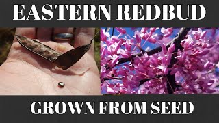 How to Grow Eastern Redbud Tree from Seed [upl. by Bram852]