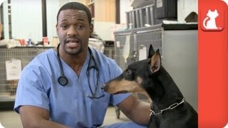 Demonstration on How to Pill Your Dog  Ask A Vet [upl. by Nnaul]