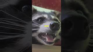 Racoon in your Yard should you worry Animal Racoon yard House Home racoons [upl. by Philbo]