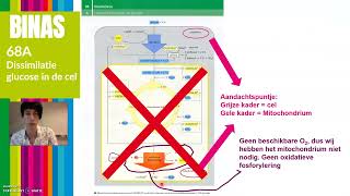 V6  Anaerobe dissimilatie glucose  193 deel 2 Nectar [upl. by Drusie]