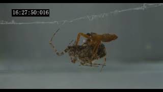 A male spider catapulting off a female during mating [upl. by Atillertse]