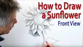 How to Draw a Sunflower front view [upl. by Earised]