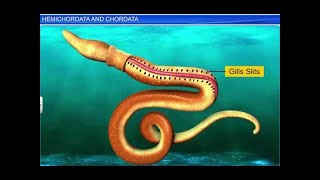 CBSE Class 11 Biology  Hemichordata and Chordata  By Shiksha House [upl. by Amalbena]