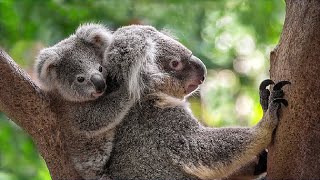 The cry of a frightened koala is very similar to the cry of a baby  Koala sounds [upl. by Neibaf]