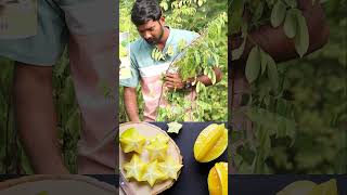 Star Fruit Sweet Plants  Star Fruit Plants In Telugu  Best Fruit Plants  Kadiyam Abbai  Shorts [upl. by Assen307]