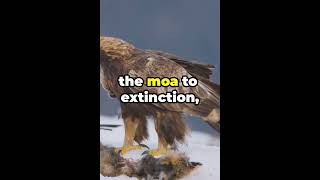 quotThe Haasts eagle🦅quotquotis the biggest 🦣bird ever excited on thr earth🌎quot shorts facts history [upl. by Burtie]