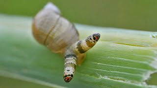 This MindControlling Parasite Turns Snails Suicidal [upl. by Halsey449]