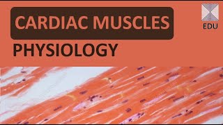 Cardiac muscle physiology ZOOSQUARE [upl. by Akkinahs]