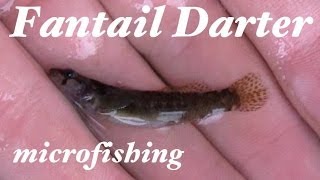 Fantail Darter MicroFishing in North Carolina [upl. by Shugart]