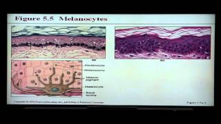 Anatomy and Physiology Help Chapter 5 Integumentary System [upl. by Ecnedac459]