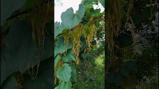 Dioscorea bulbifera dioscoreacea family nature forestflower trending gardening natureforest [upl. by Ainot]