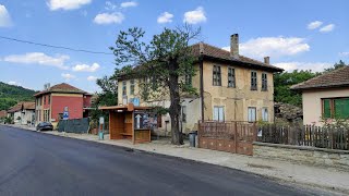 Only Old Chestnut Castanea sativa Tree in Triavna  Why so rare in Bulgaria [upl. by Ellis]