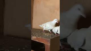 Homing pigeon they’re beautiful poultryhouse pigeon farmingandigrowit [upl. by Noral255]