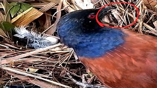 Greater coucal Bird brings crickets to babiesbirds [upl. by Jacquie]