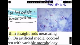 16Mycobacteria amp Spirochaetes part 1 [upl. by Aisyram]