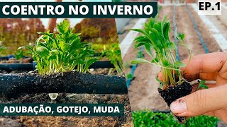 Plantando Coentro no INVERNO  Ep 1 Adubação Gotejo Tratamento de Solo [upl. by Nesiaj404]