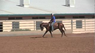 RT Arrow Ranch  So Well Bred  training with Andrea Fappani  progress video [upl. by Magee]