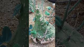 Adenia spinosa 아데니아 스피노사 스피노사 아프리카식물 야생식물 괴근식물 식물 [upl. by Rome]