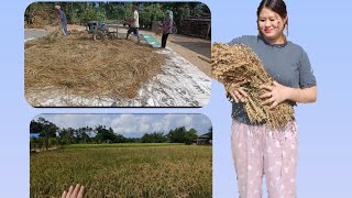 Village lifeharvesting ricewinnowingseperating chaff from seedsthreshingricefarmervillage [upl. by Verena]