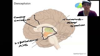 116 diencephalon [upl. by Everett351]