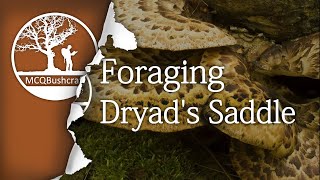 Foraging amp Cooking Dryads Saddle [upl. by Ater]