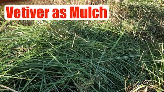 Vetiver as Mulch [upl. by Brothers548]