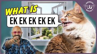 Cat Daddy Dictionary What is Cat Chattering [upl. by Lalage]