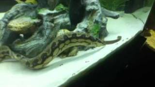 Tire track eel feeding ropefish attacks pleco [upl. by Esilenna574]