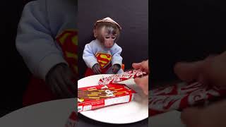 Bon Bon Monkey happy when see ticky chocolate ASMR monkey animalht cute [upl. by Neelyk]