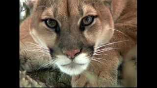 Mountain Lion In Tree [upl. by Newbill]