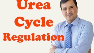 Urea Cycle Regulation [upl. by Shermie]