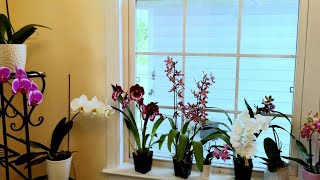 Overview of my orchids [upl. by Hillie881]