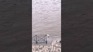 The level of the Vltava River is rising praha river life rain live new news [upl. by Orual]