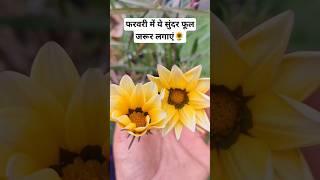 Gazania Flowering Plant 🌻 गजनिया सुंदर फूलों वाला पौधा अभी जरूर लगाएं 🥰 shorts [upl. by Dorita663]